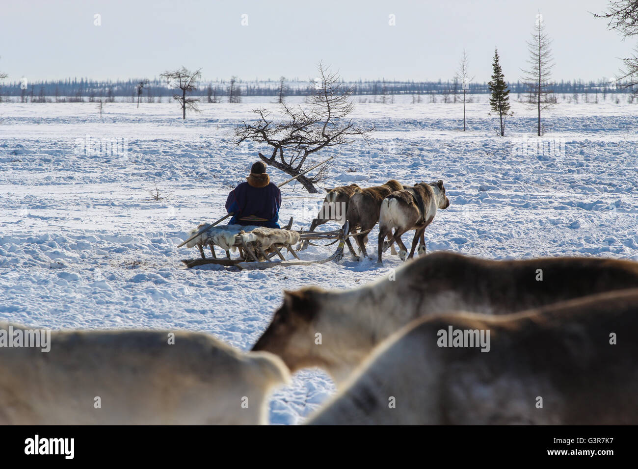 Nenets Herder corse su slitte. Penisola di Yamal. Foto Stock