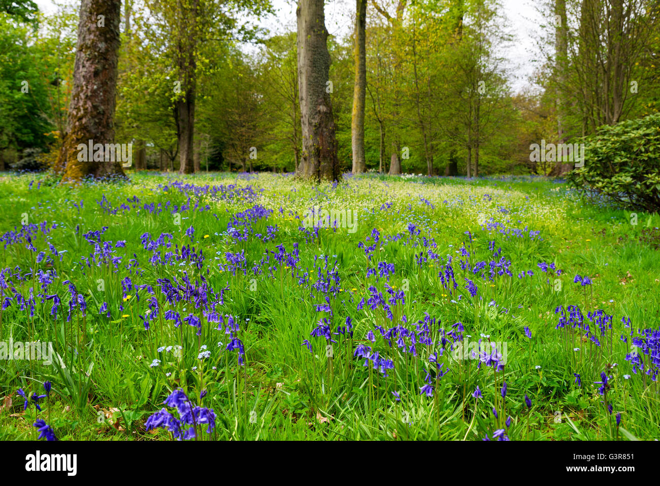 Bluebells (Hyacinthoides non scripta) in un bosco a piani Castello, a Kelso, Scottish Borders, Scotland, Regno Unito Foto Stock