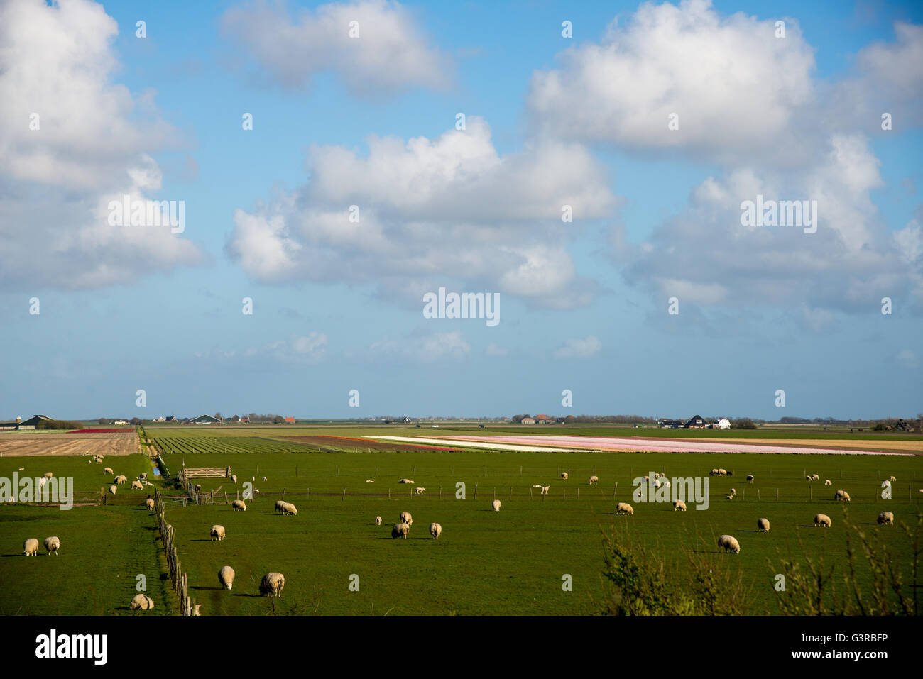 Vista al pascolo con le pecore Texel in Olanda Foto Stock