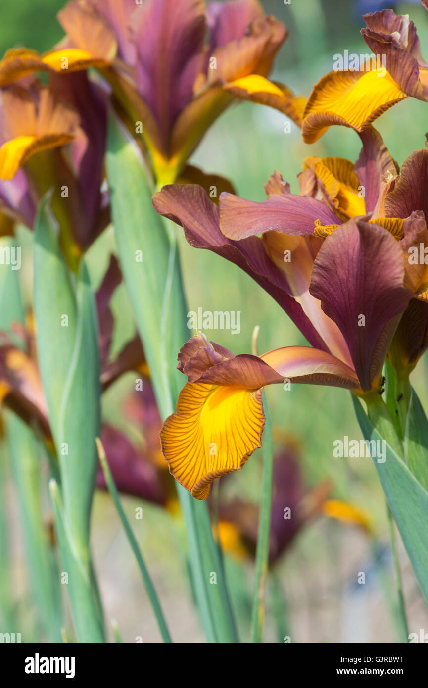 Olandese Iris. Iris Hollandica 'Lion King' Foto Stock
