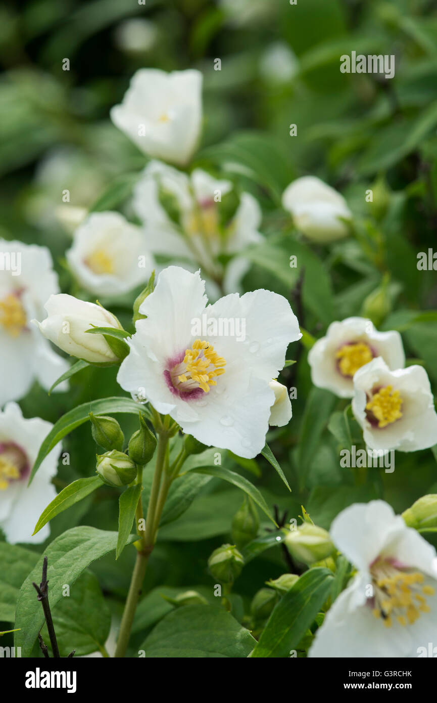 Filadelfo 'Belle Etoile'. Simulazione di fiori d'Arancio Foto Stock