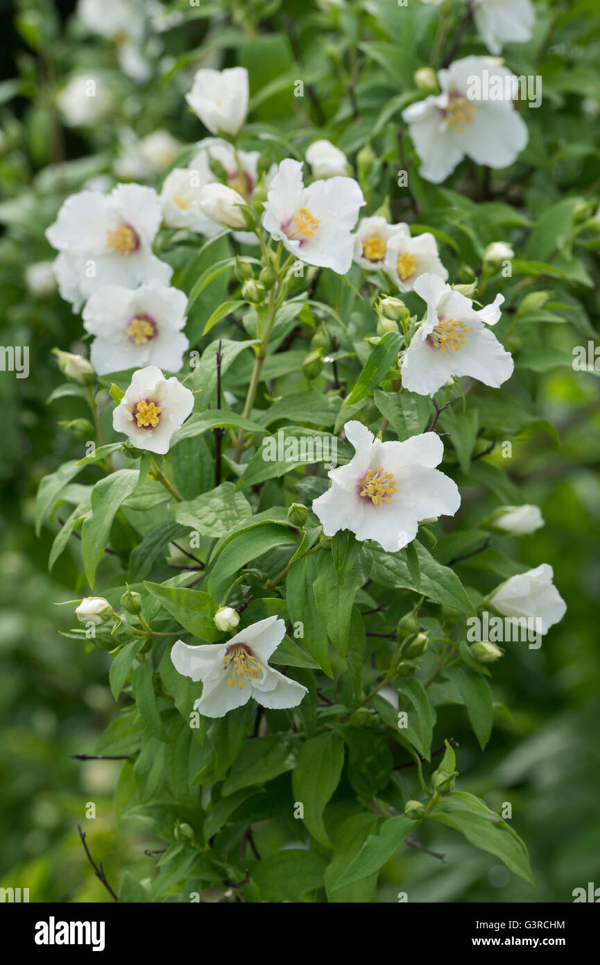 Filadelfo 'Belle Etoile'. Simulazione di fiori d'Arancio Foto Stock
