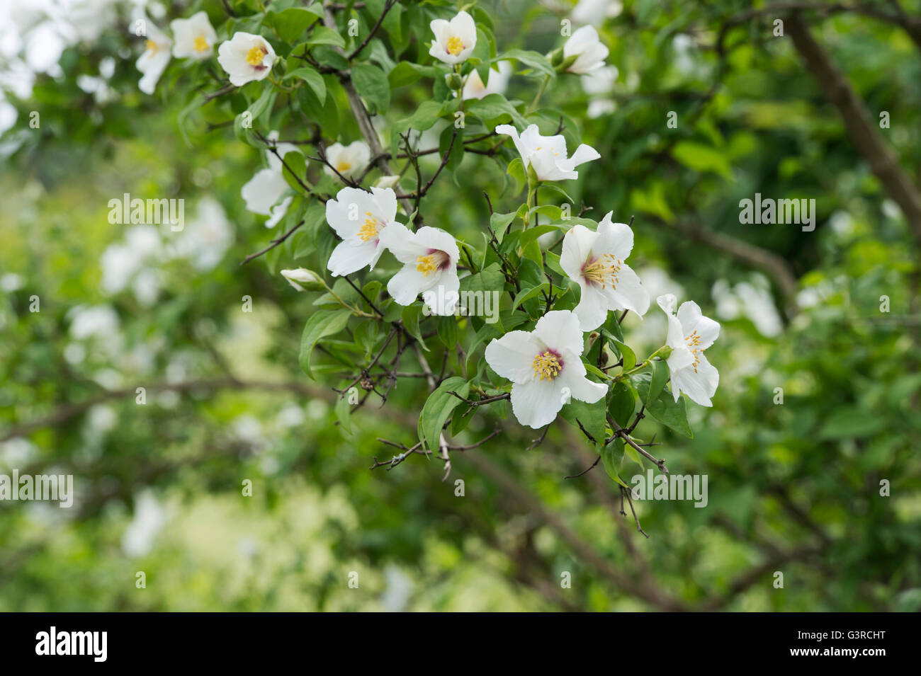 Filadelfo 'Belle Etoile'. Simulazione di fiori d'Arancio Foto Stock
