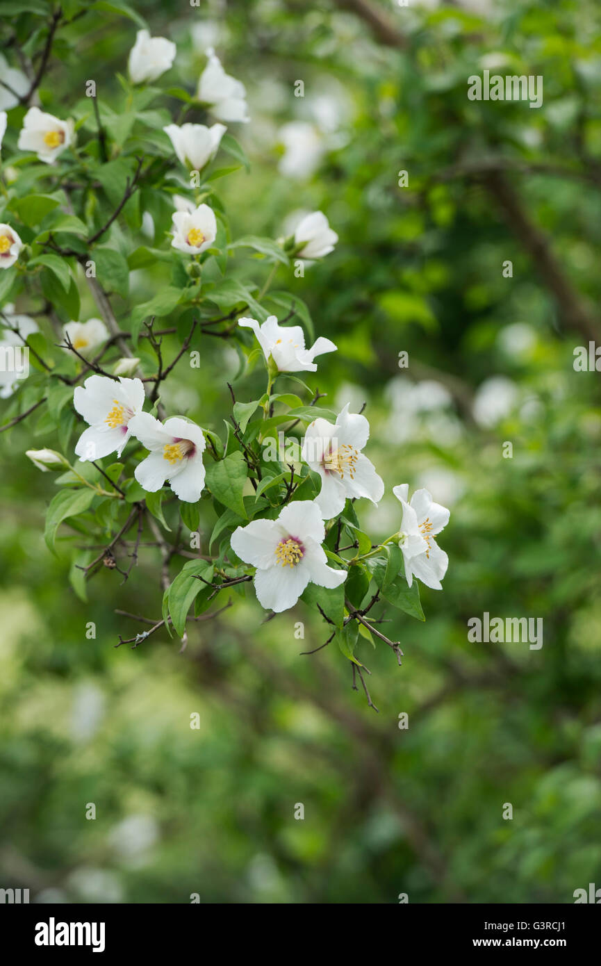 Filadelfo 'Belle Etoile'. Simulazione di fiori d'Arancio Foto Stock