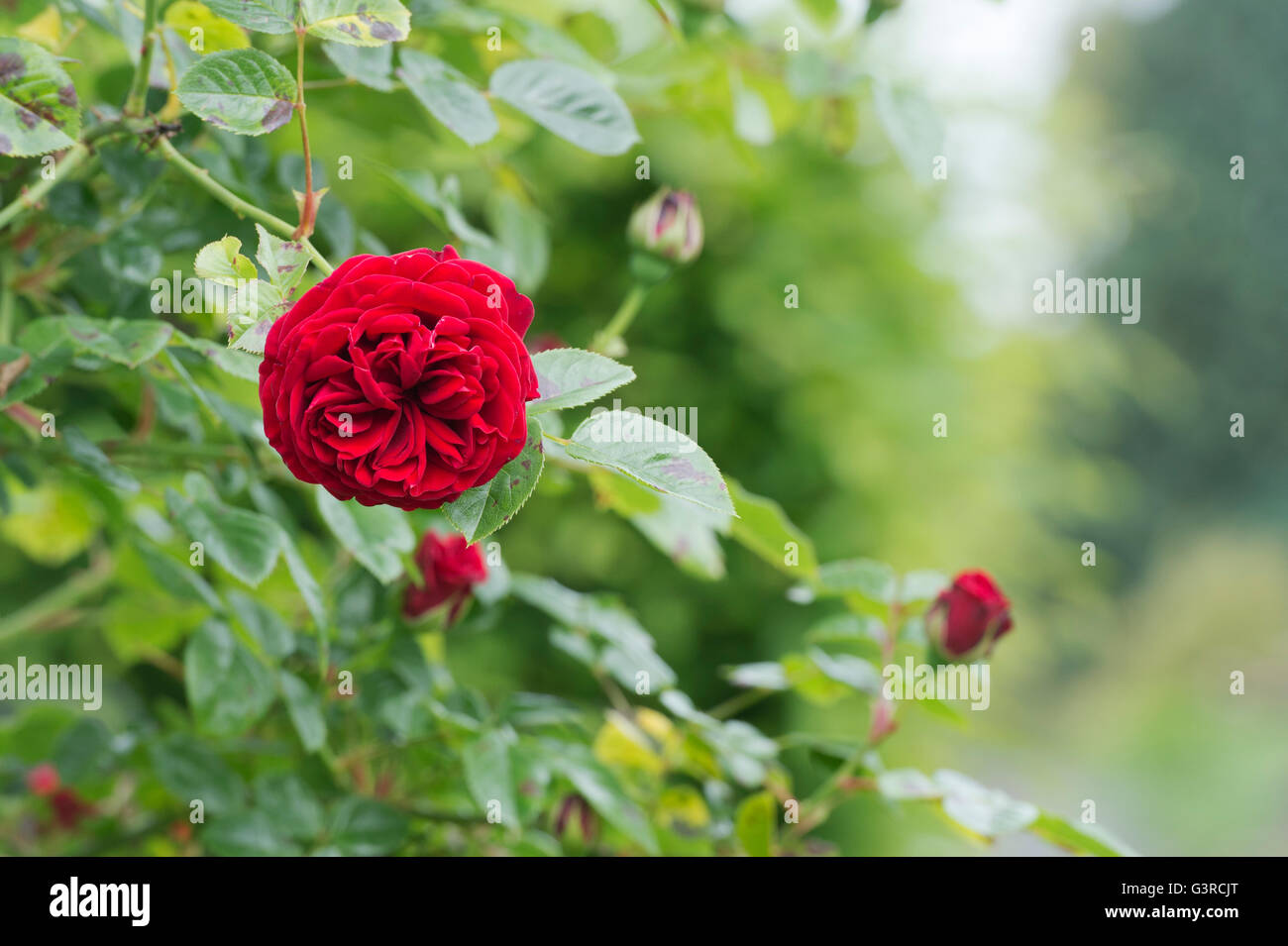 Rosa "Cumberland'. Arrampicata red rose Foto Stock