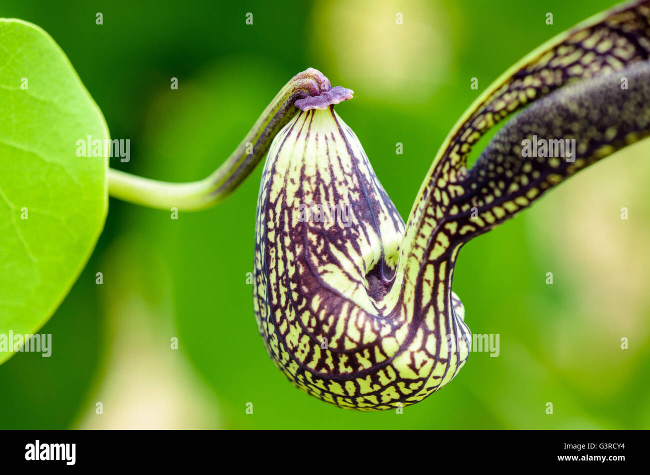 Close-up esotico verde fiore nero rigato conformato come un pollo. Si tratta di una pianta ornamentale nome è Aristolochia Vahl ringens Foto Stock
