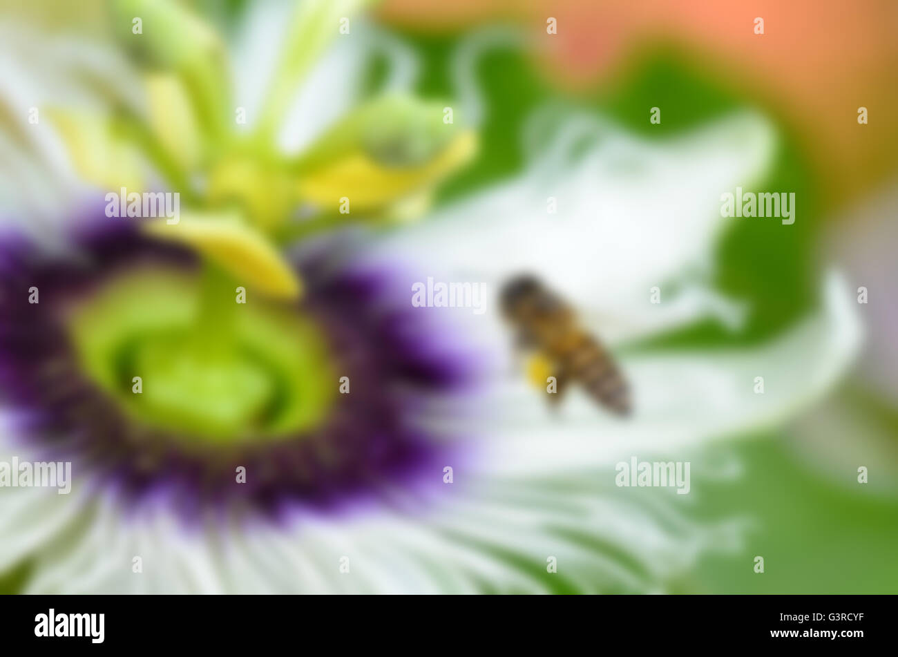 Blur sullo sfondo bee sorvolano le esotiche bel fiore di Passiflora Foetida o Wild Maracuja di nettare e di polline Foto Stock