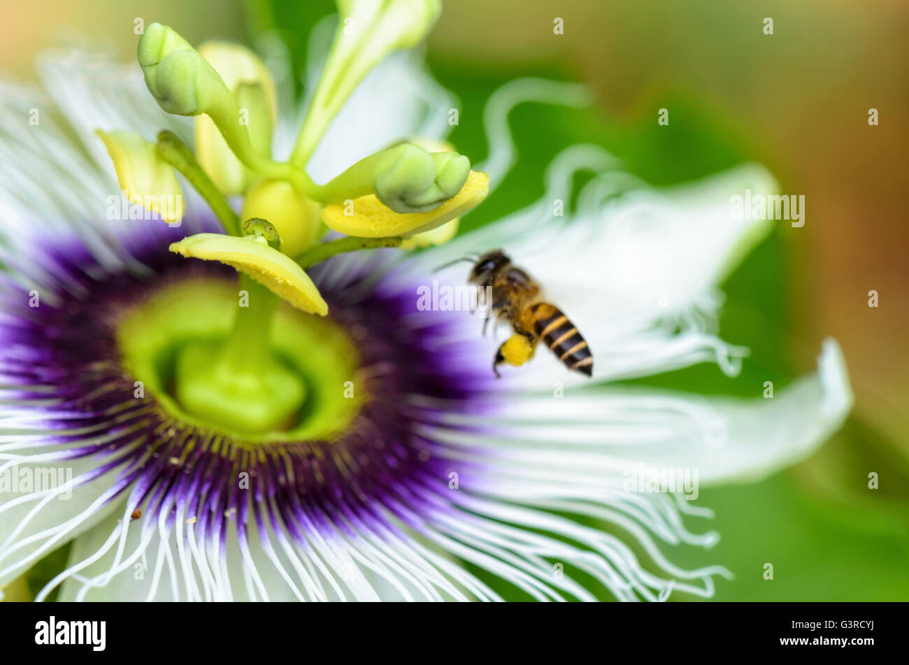 Exotic bel fiore di Passiflora Foetida o Wild Maracuja e bee volando sopra di esso per trovare il nettare e impollinare. Foto Stock
