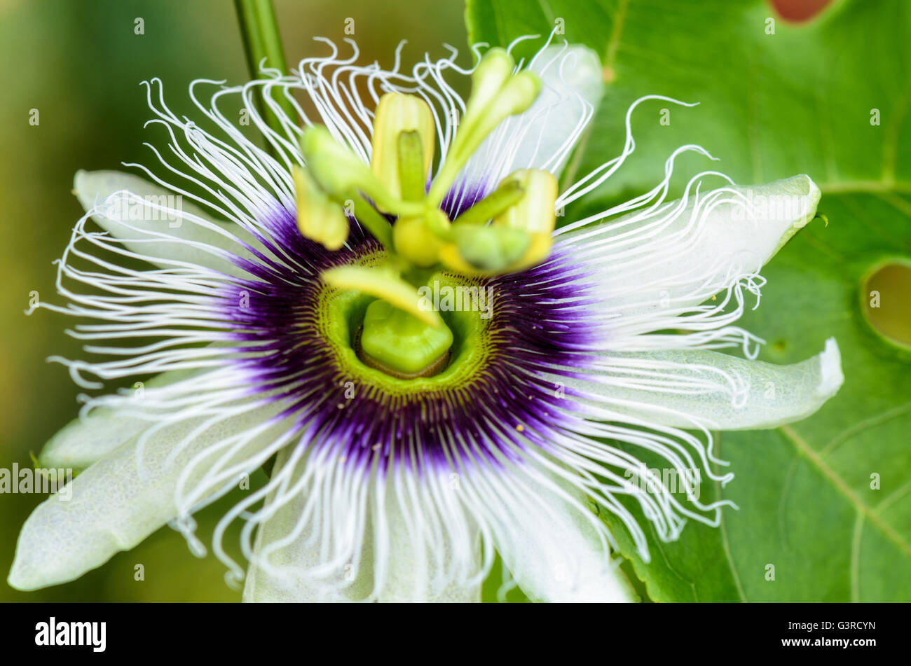 Bella esotico bianco e viola carpel fiore di Passiflora Foetida o Wild Maracuja Foto Stock