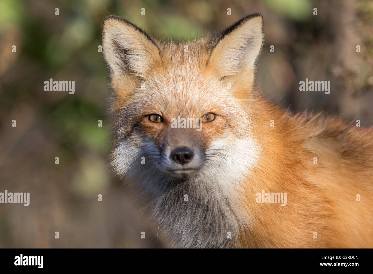 Bella wild red fox maschio in autunno Foto Stock