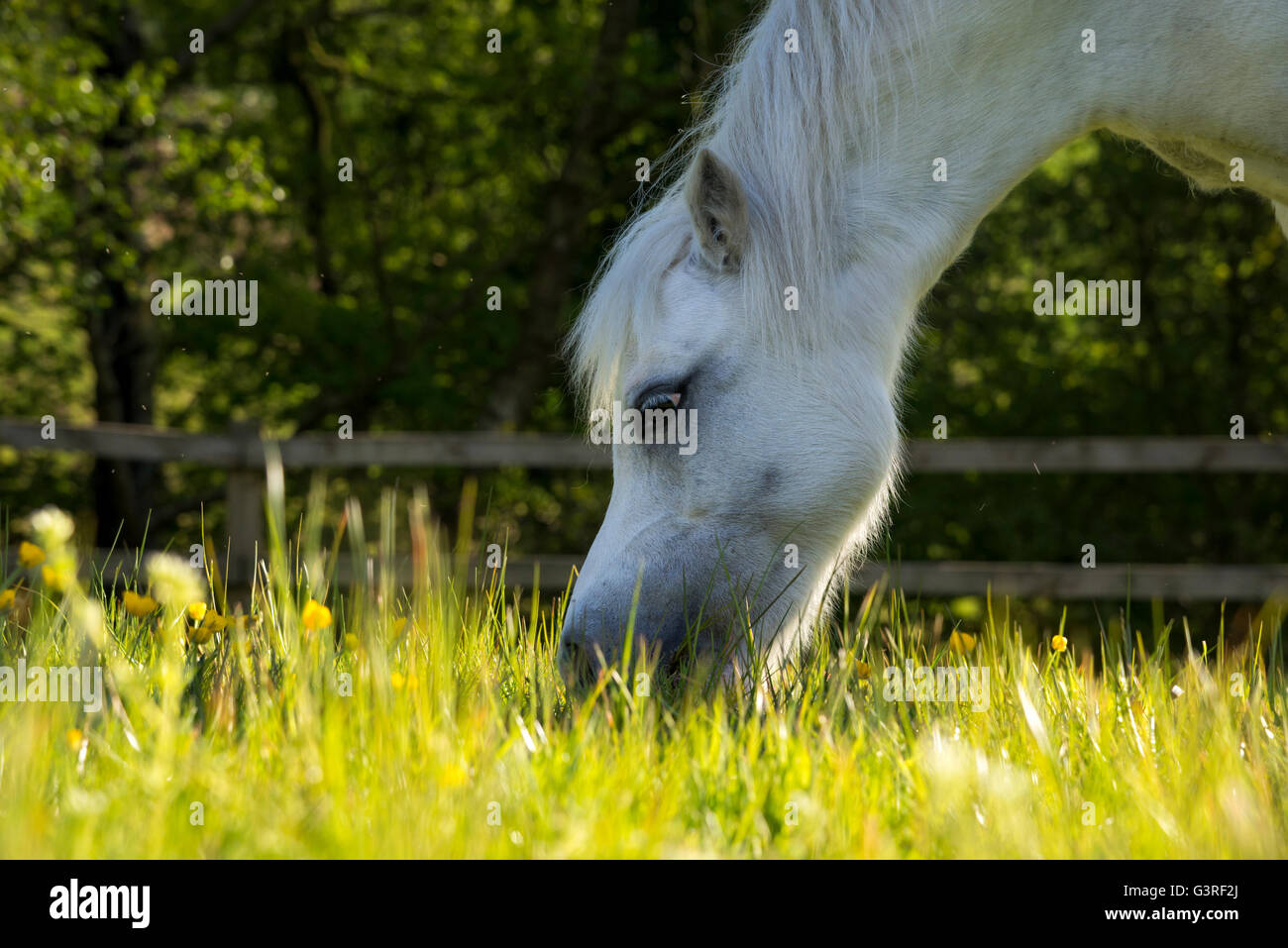 Piccolo grazioso pony grigio con la testa in giù di pascolare su una sera d'estate. Foto Stock