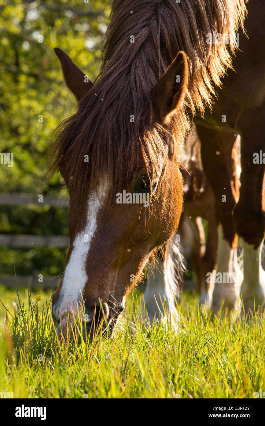 Pony di castagne con la testa in giù di pascolare su una sera d'estate. Foto Stock