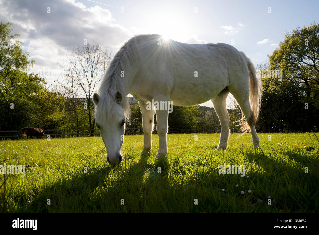 Little pony grigio pascolare in un campo di bassa luce del sole del pomeriggio. Angolo basso con il sole che splende dal retro del pony. Foto Stock