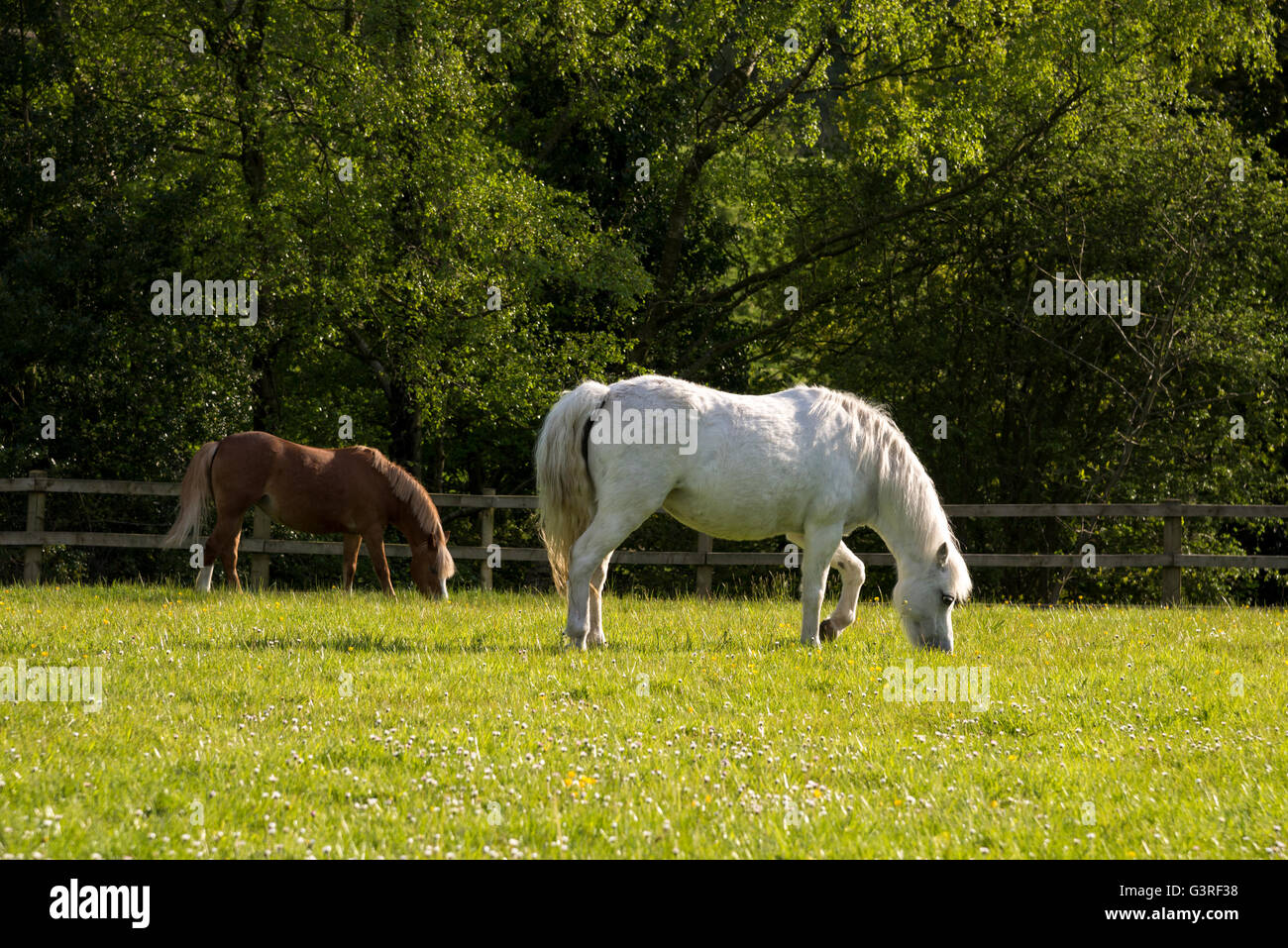 Due piccoli pony pascolano in un campo in una piacevole serata d'estate. Foto Stock