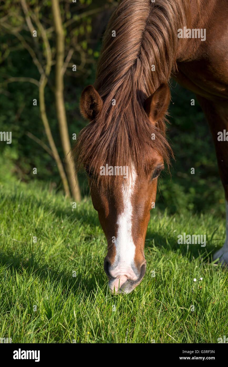 Pony di castagne con la testa in giù il pascolo in un campo all'inizio dell'estate. Foto Stock