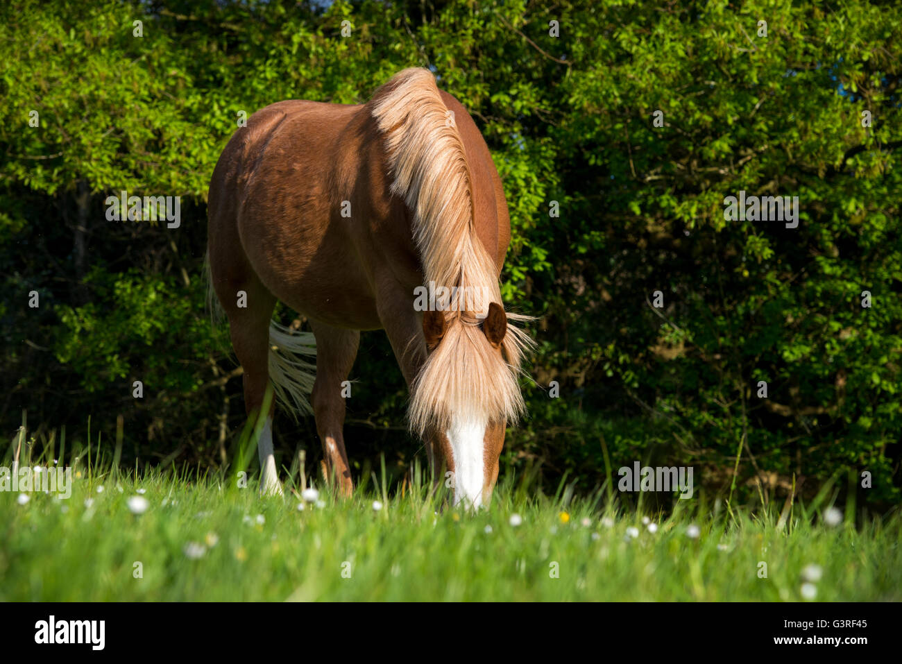 Pony di castagne con la testa in giù il pascolo in un campo di lussureggiante verde erba e fiori margherite. Foto Stock