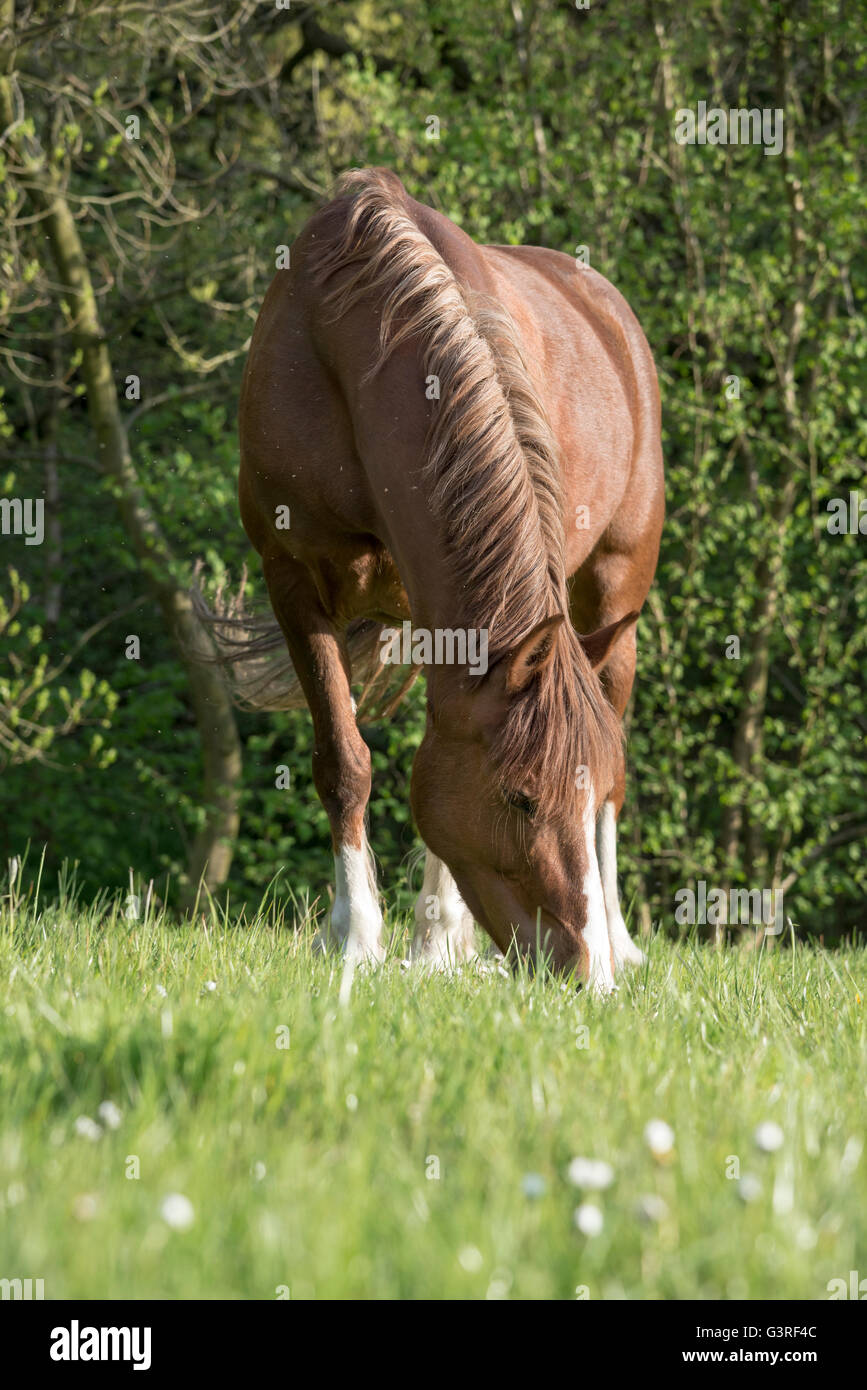 Pony di castagne con la testa in giù il pascolo in un campo di lussureggiante verde erba e fiori margherite. Foto Stock
