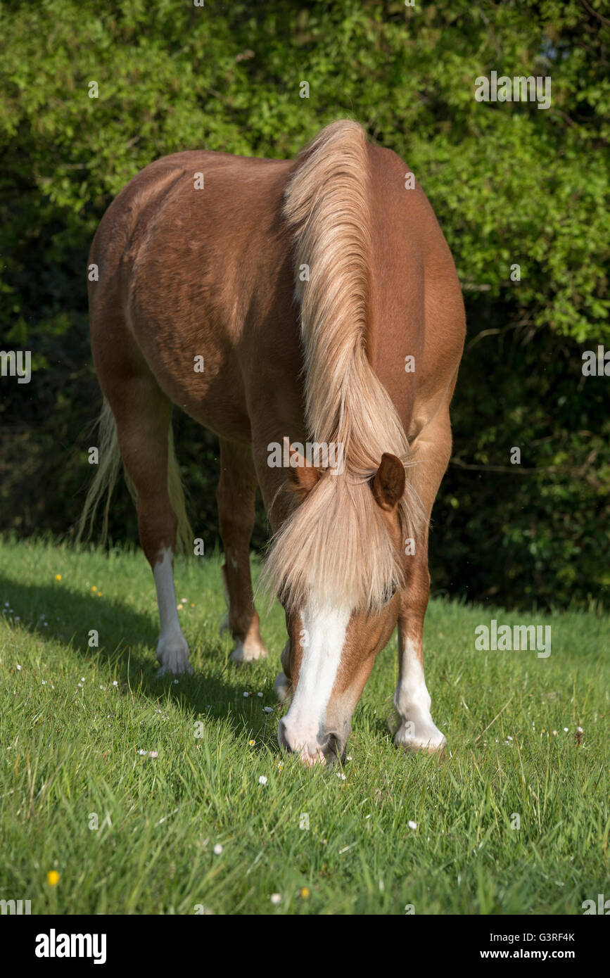Pony di castagne con la testa in giù il pascolo in un campo di lussureggiante verde erba. Foto Stock