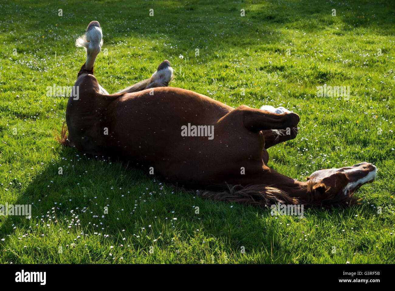 Pony di castagno avente un rullo in un campo erboso su una sera d'estate. Foto Stock