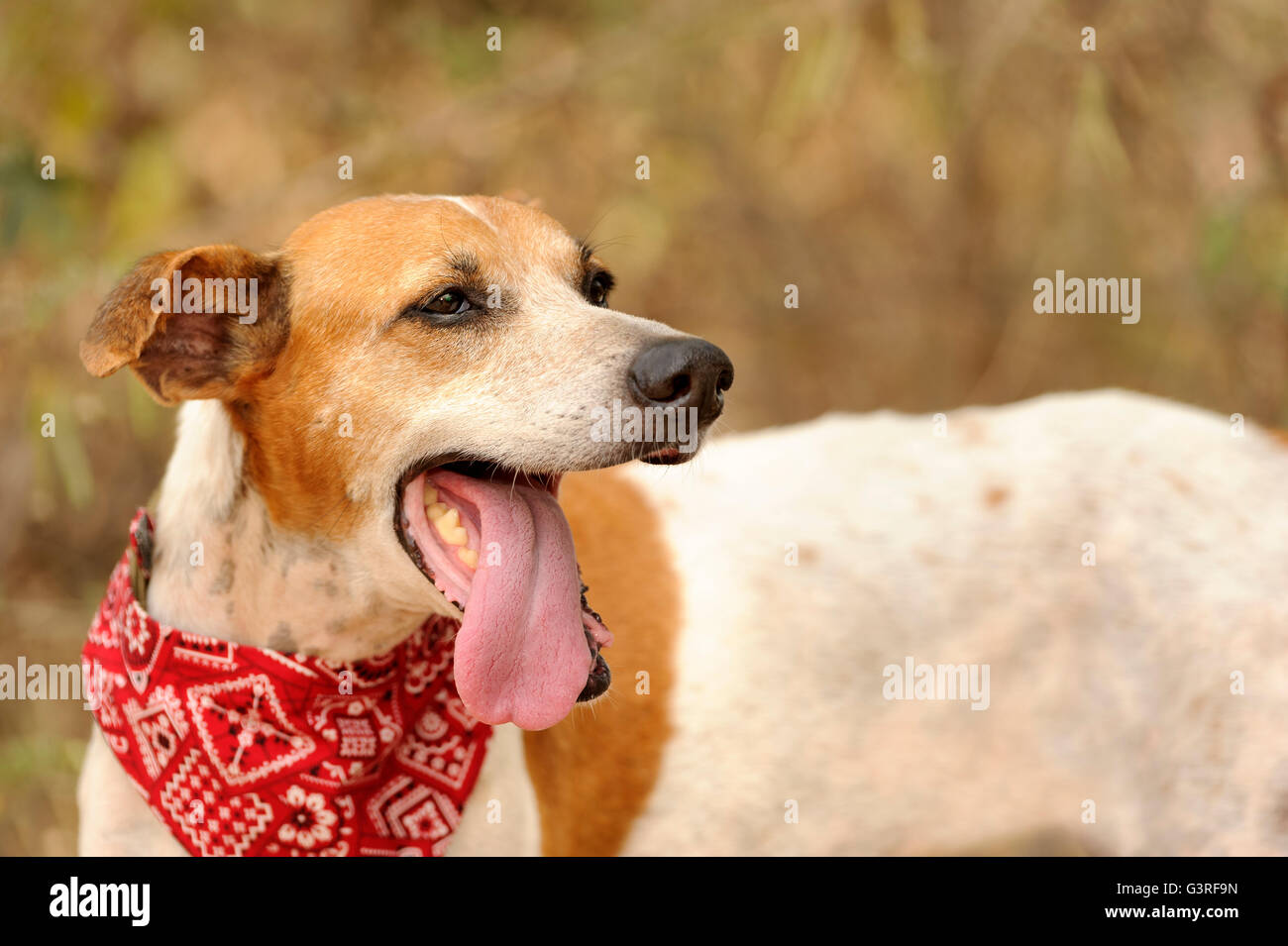 Lingua di cane è un esterno di natura cane con la sua lingua appendere fuori della sua bocca in un ambiente naturale. Foto Stock