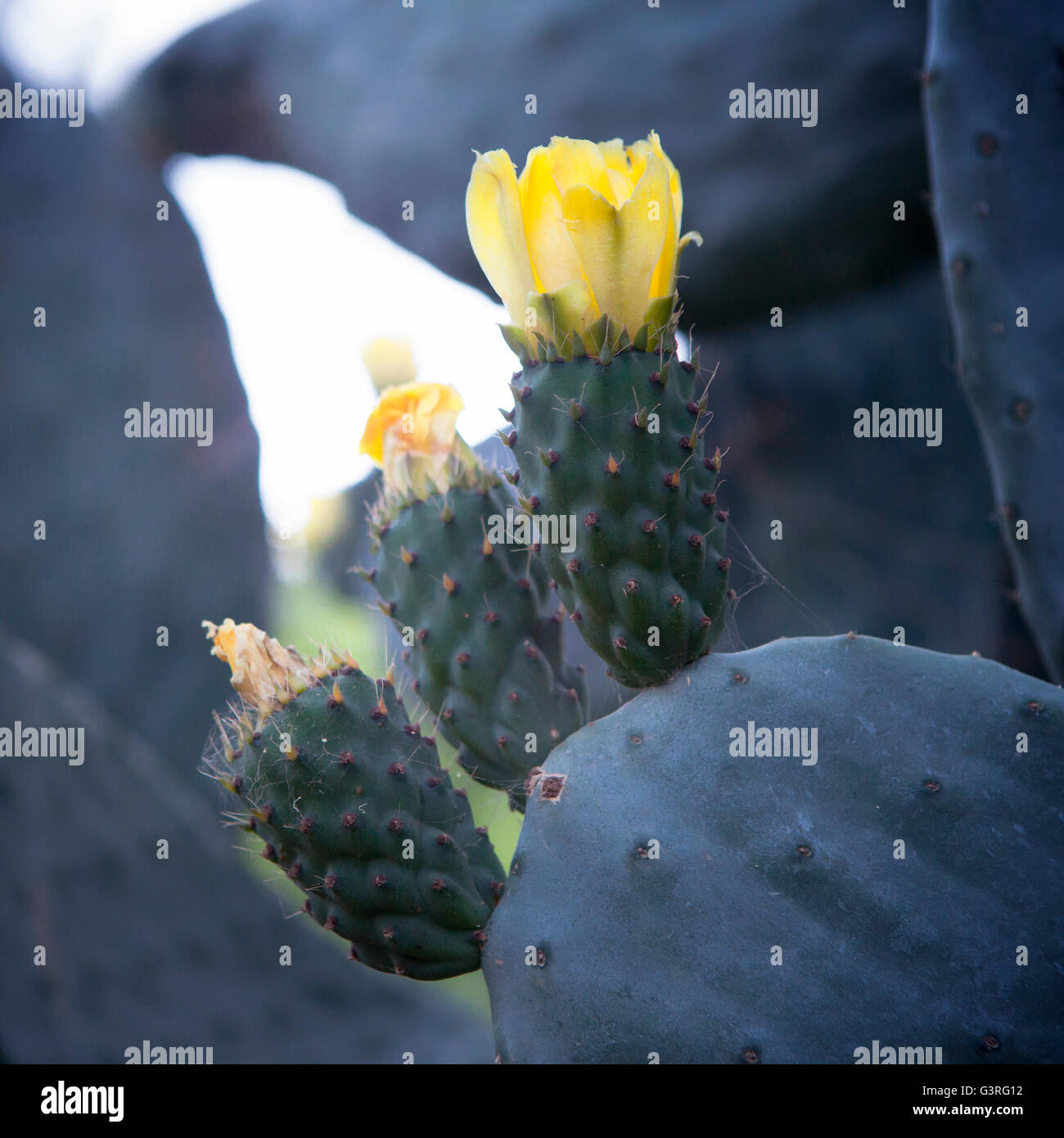 Blooming Ficodindia o pagaia cactus con fiori di colore giallo nella primavera del deserto, Arizona Foto Stock