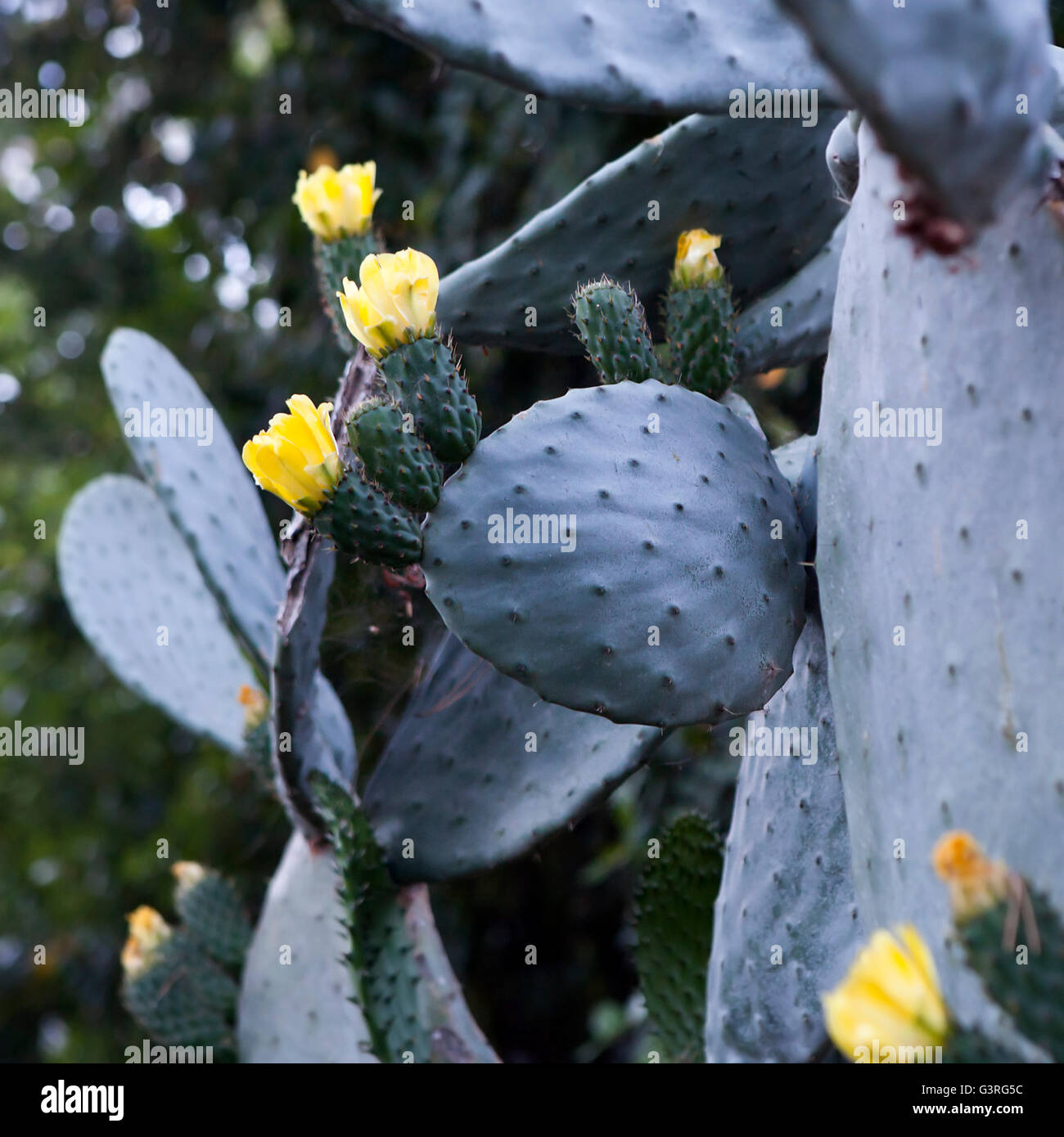 Blooming Ficodindia o pagaia cactus con fiori di colore giallo nella primavera del deserto, Arizona Foto Stock