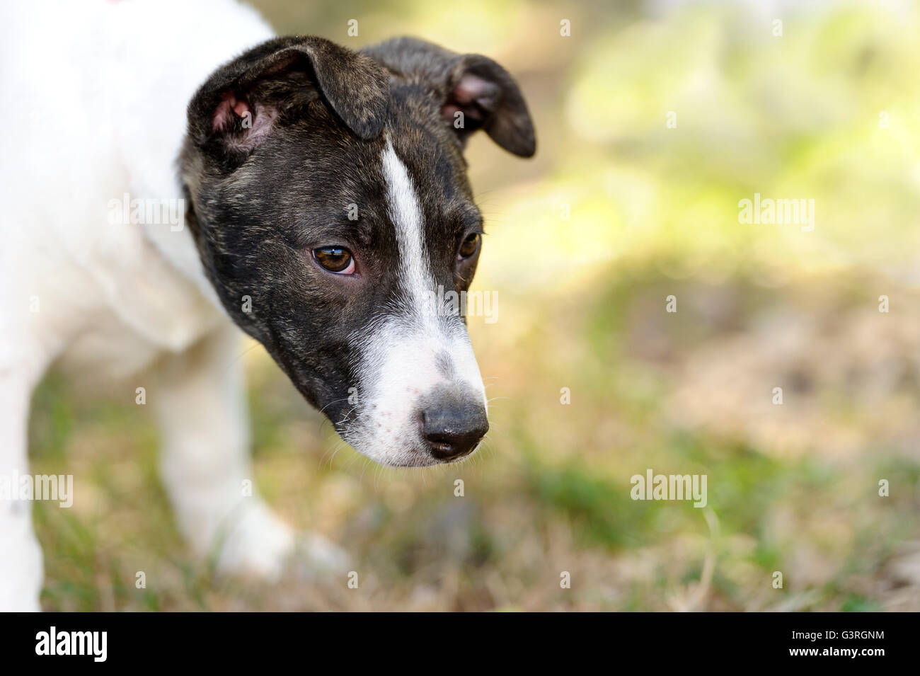 Triste cane è un triste guardando cucciolo di cane busbana francese con una lunga faccia a. Foto Stock