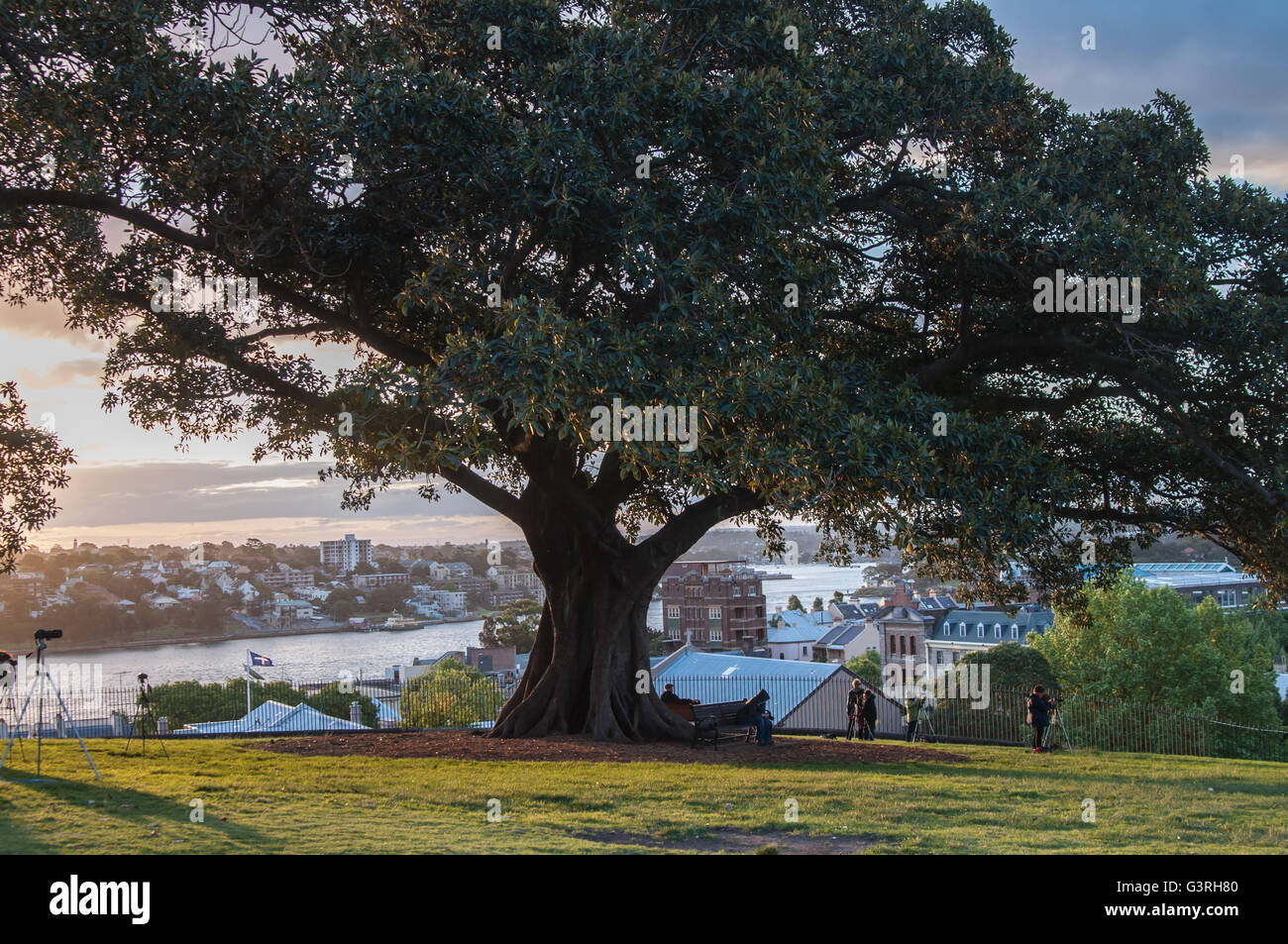 Grande albero in cima alla collina di osservatorio a Sydney in Australia con fotografi Foto Stock