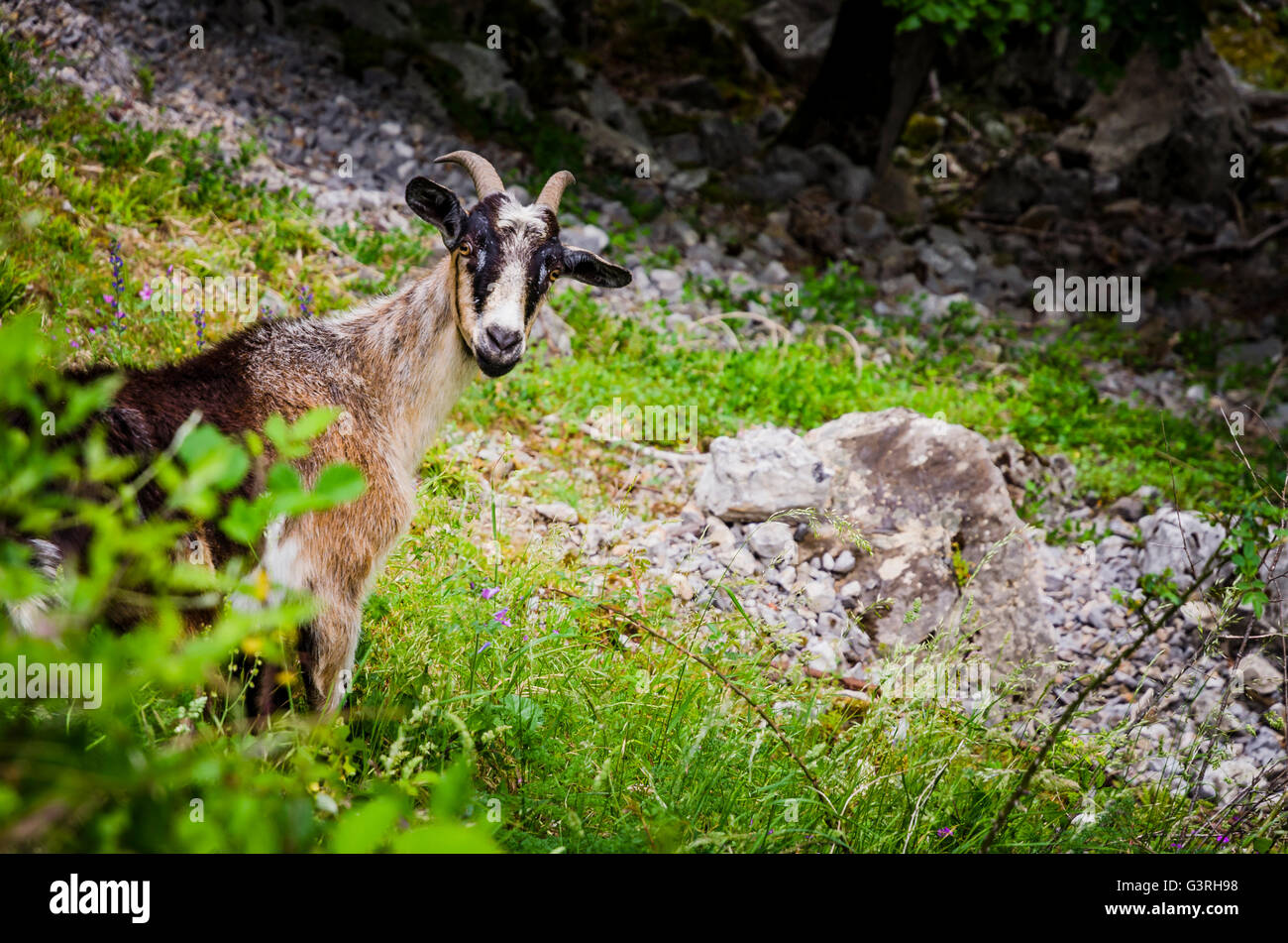 Capra su Cure Trail, Ruta del Cares, è uno dei più popolari di percorsi di treking entro il Picos de Europa Foto Stock