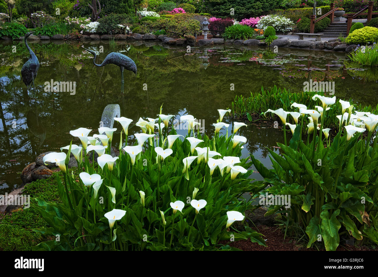 Primavera di bellezza della calla lilies in fiore a Riva acri stato Parco Giardino Botanico su Oregon la costa sud. Foto Stock