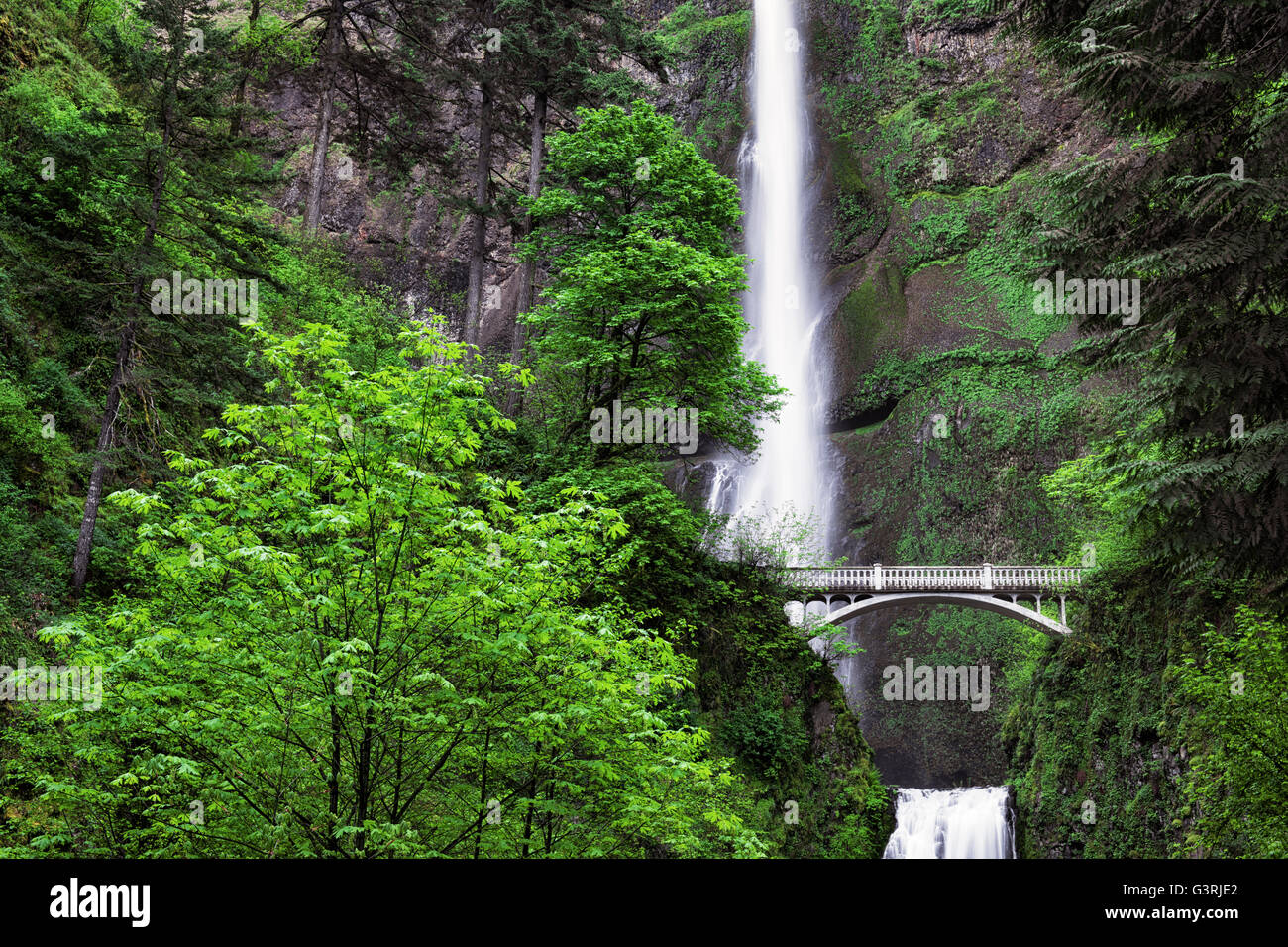 Multnomah Falls cascate oltre le scogliere di basalto con molla pesante run off in Oregon la Columbia River Gorge National Scenic Area. Foto Stock