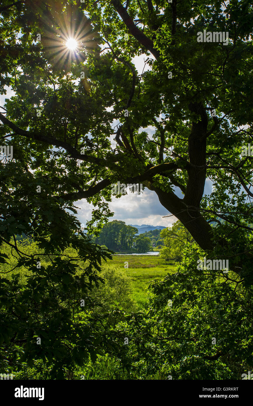 Una vista sulla campagna in Ambleside con il fiume Rothay nella distanza, Lake District. Foto Stock