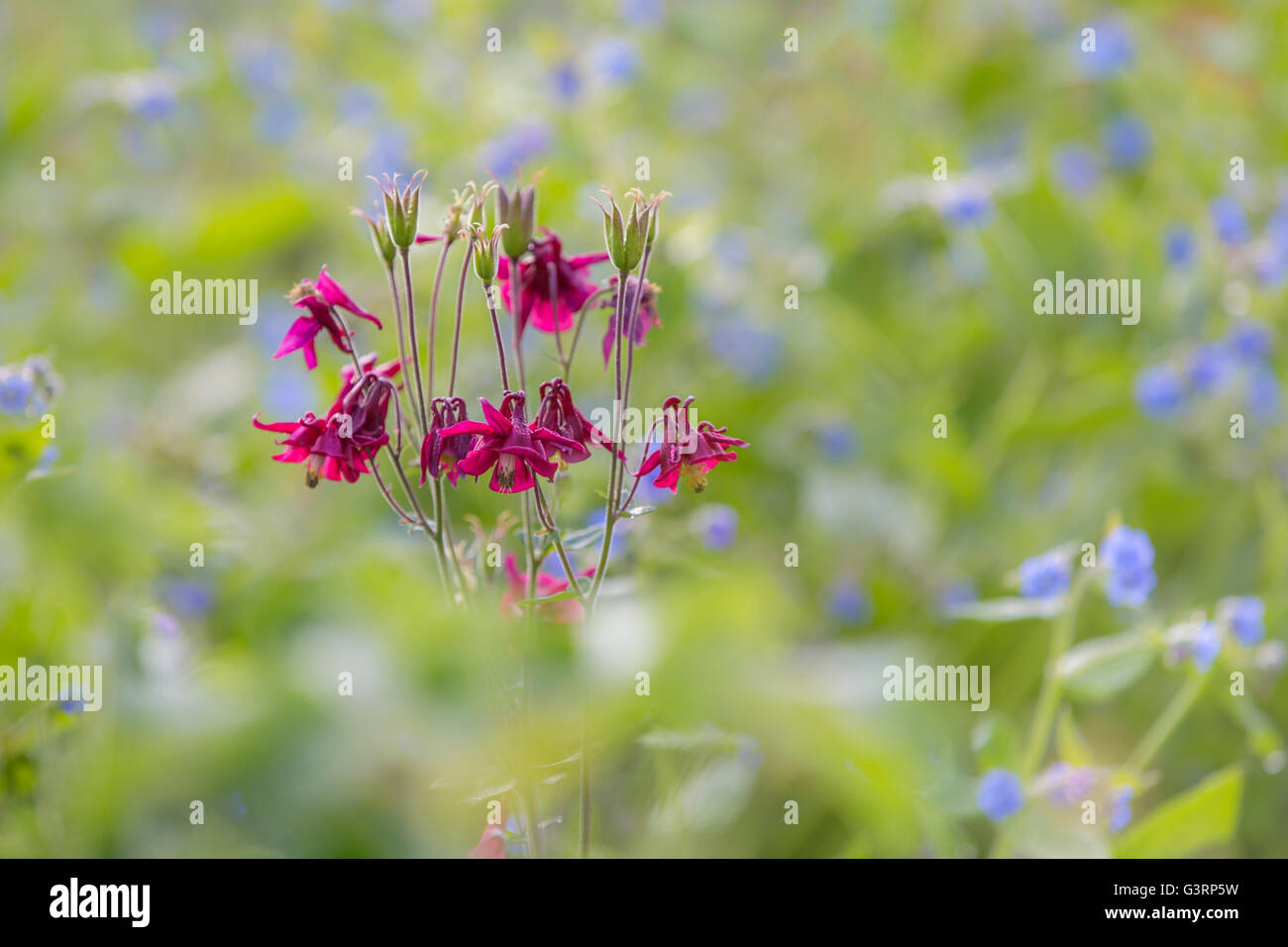 Rosso scuro Aquilegia fiori in un giardino cottage in Galles. Foto Stock