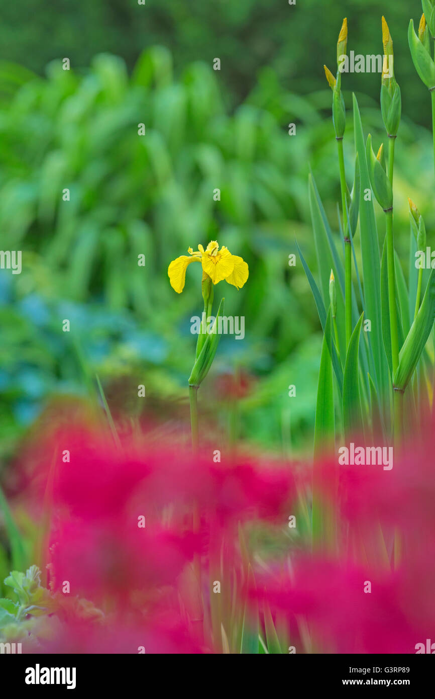 Iris gialla fiore cresce in uno stagno in un giardino cottage in Galles. Foto Stock