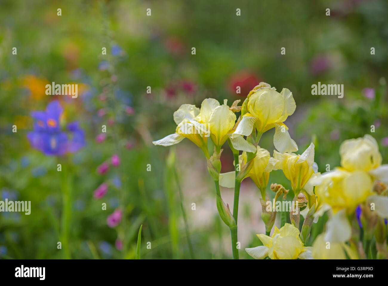 Iris gialla fiore. Foto Stock