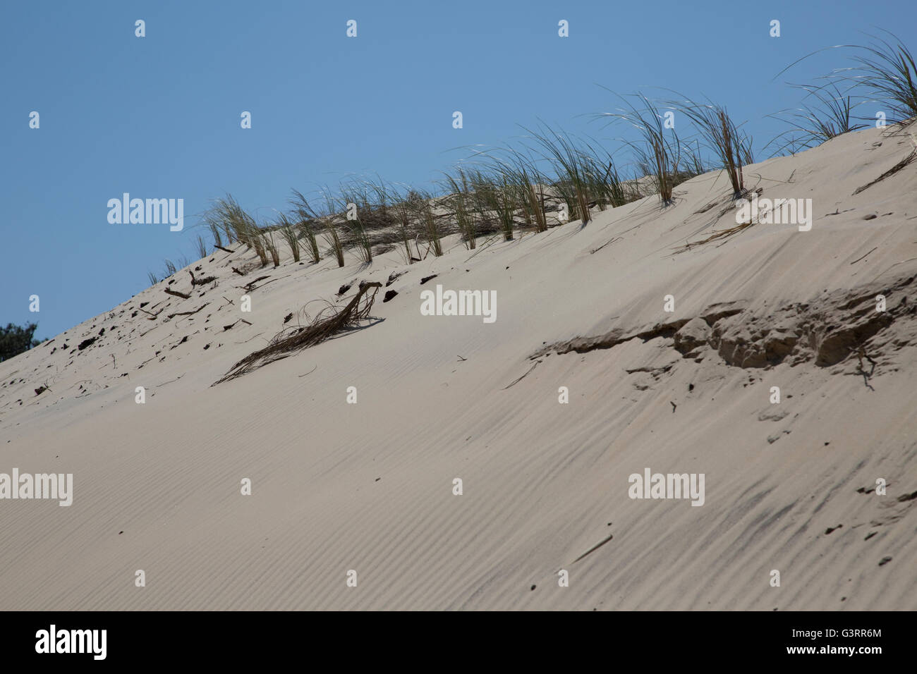 Marram grass ammophila sp piantati su dune dune de pilat Francia meridionale Foto Stock