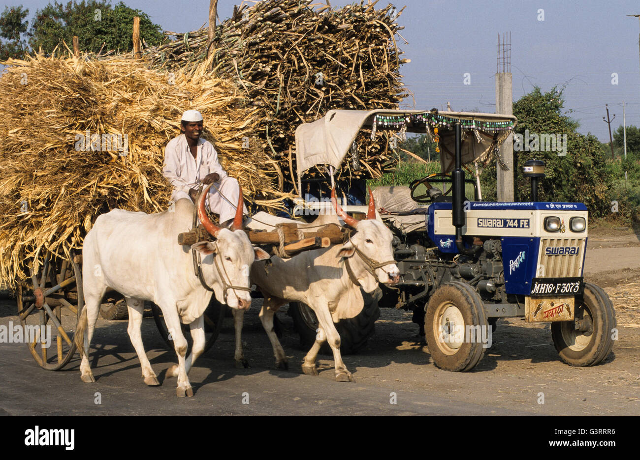 INDIA, in contrasto la meccanizzazione e la tradizione indiana trattore Swaraj e carrello di giovenco, due mucca con la forcella di legno Foto Stock