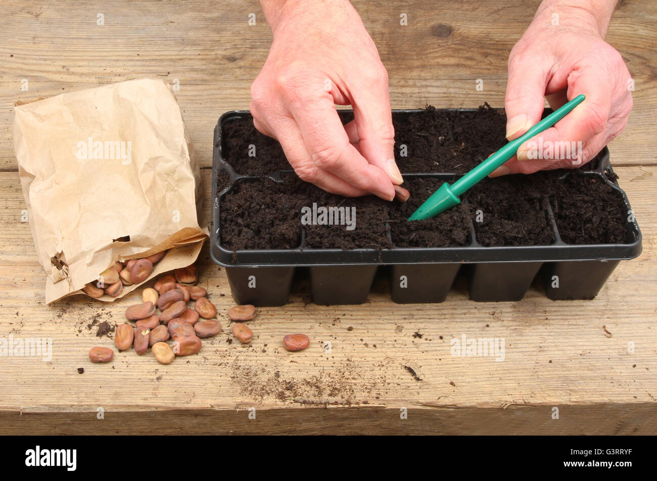 Primo piano delle mani la semina Fave semi in un seme di modulare il vassoio su un banco di incapsulazione Foto Stock