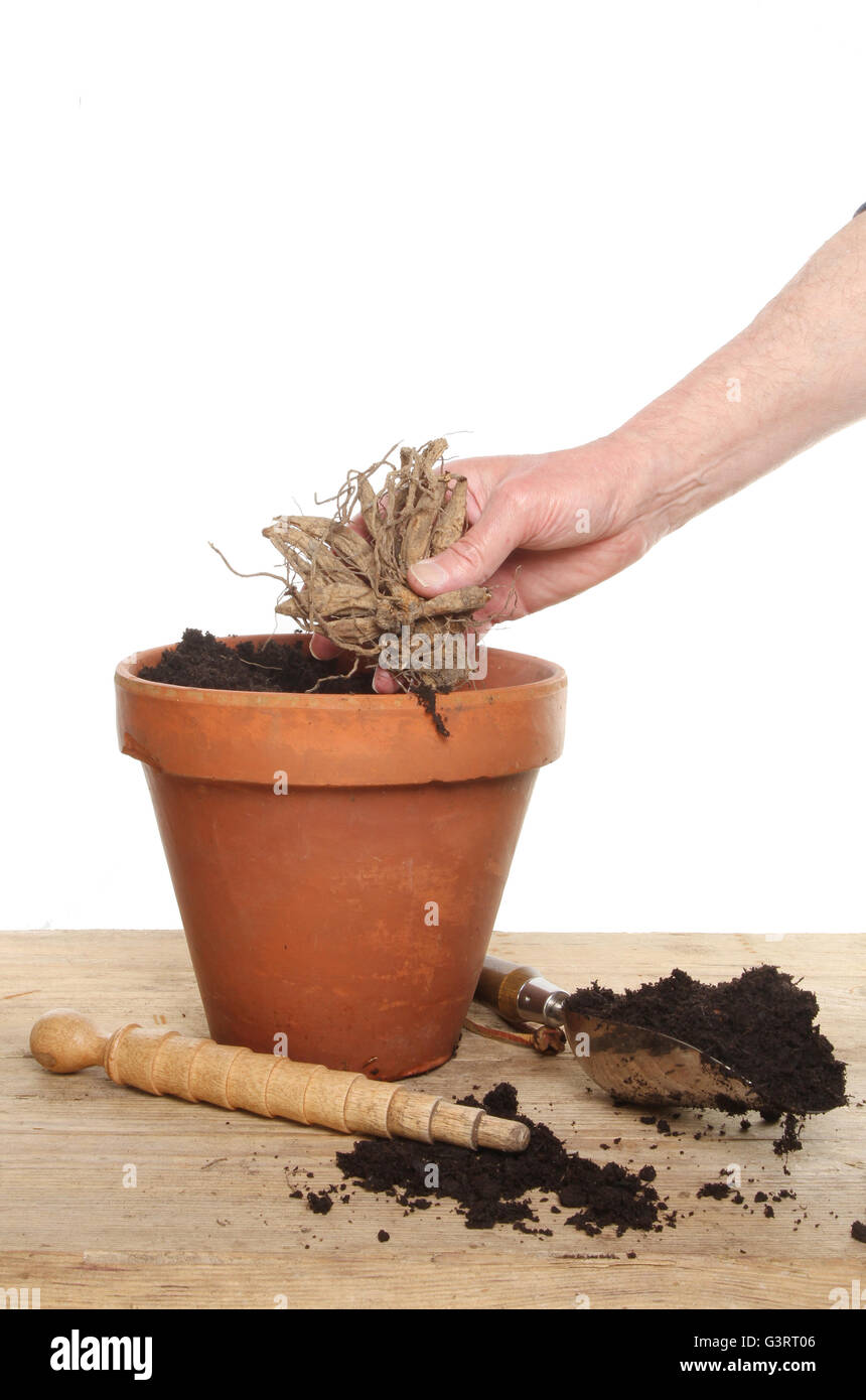 La mano di piantare un tubero Dahlia in una pentola di terracotta su un banco di incapsulazione contro uno sfondo bianco Foto Stock