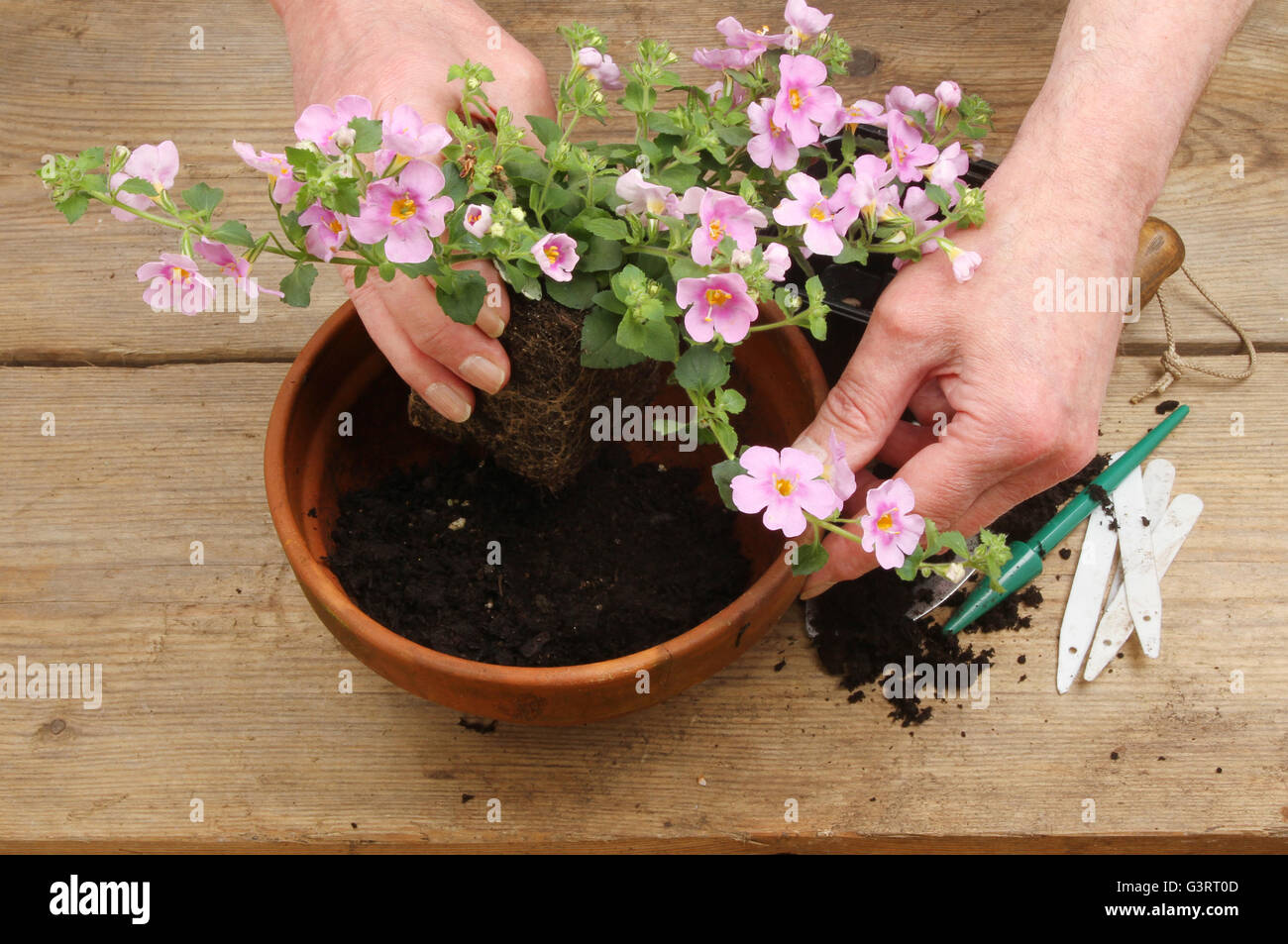 Primo piano di una coppia di mani potting fino ad una fioritura di Bacopa impianto su una tavola di legno banco di incapsulazione Foto Stock