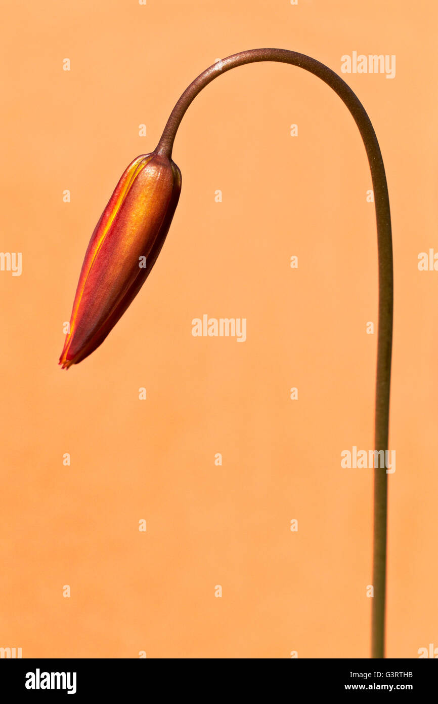 Tulipano selvatico Tulipa sylvestris. Foto Stock