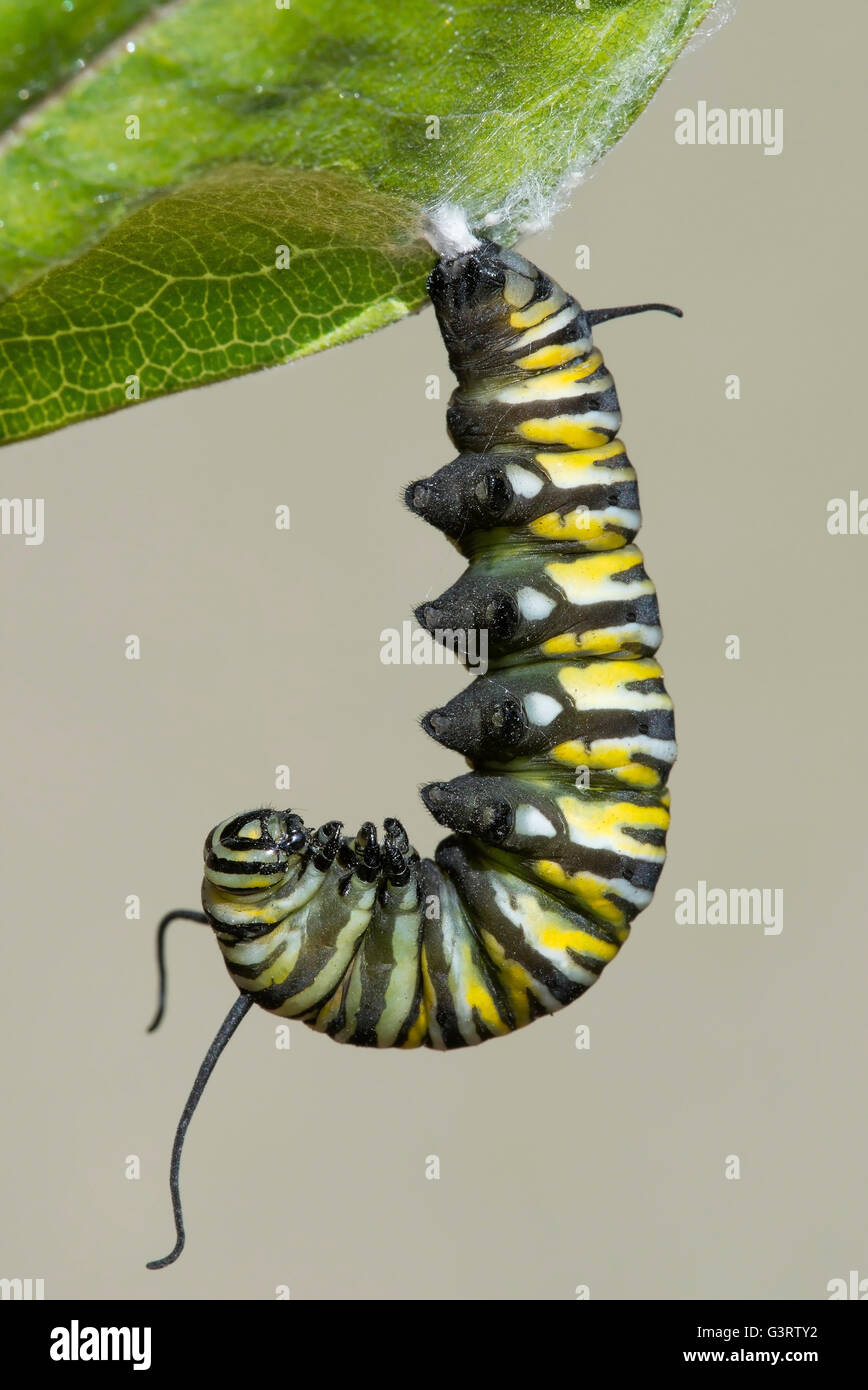 Farfalla monarca caterpillar Danaus plexippus cambiando in Pupa ("J') posizione su comuni Milkweed Asclepias syriaca E USA Foto Stock