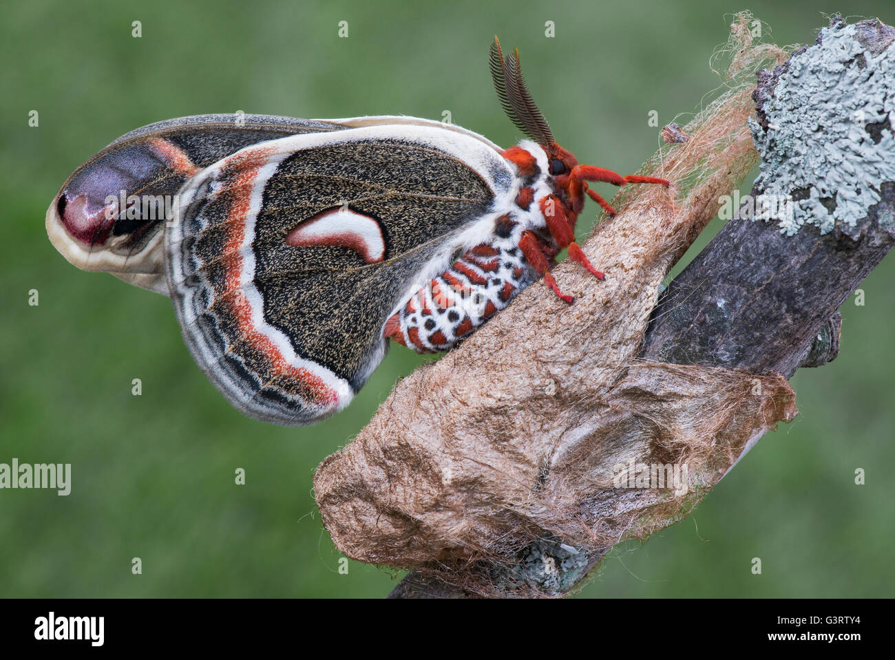 Seta gigante Moth Hyalophora peltata adulto recentemente emerso dal bozzolo e USA, per saltare Moody/Dembinsky Foto Assoc Foto Stock