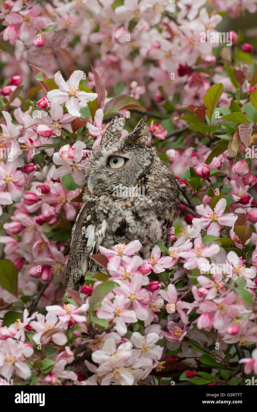 Eastern or Common Screech Owl (Megascops asio), fase grigia, seduta in fiore albero di mele, Stati Uniti orientali, di Skip Moody/Dembinsky Photo Assoc Foto Stock