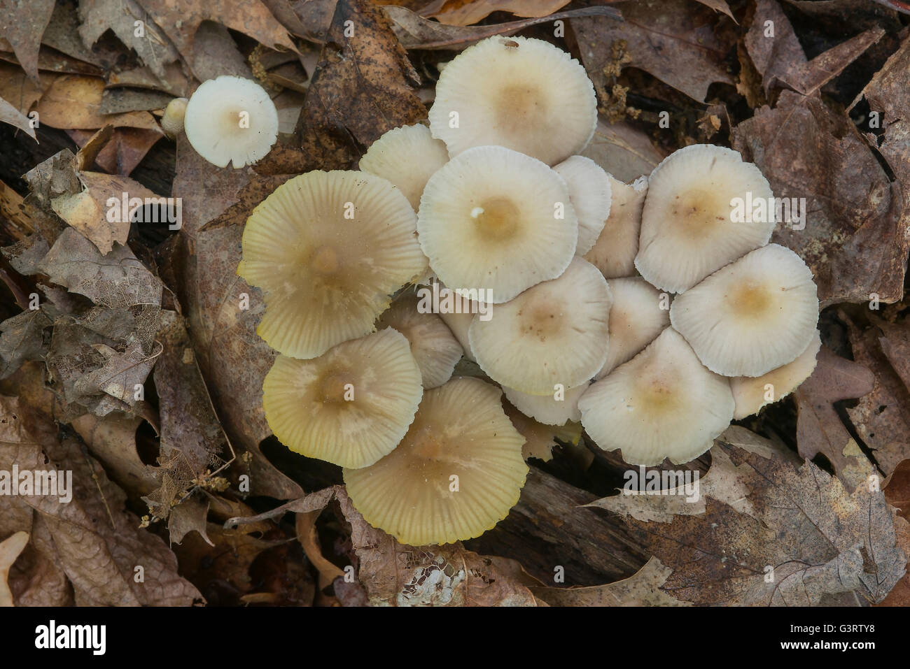 Clitocybe Irina funghi, tarda primavera, Michigan STATI UNITI Foto Stock