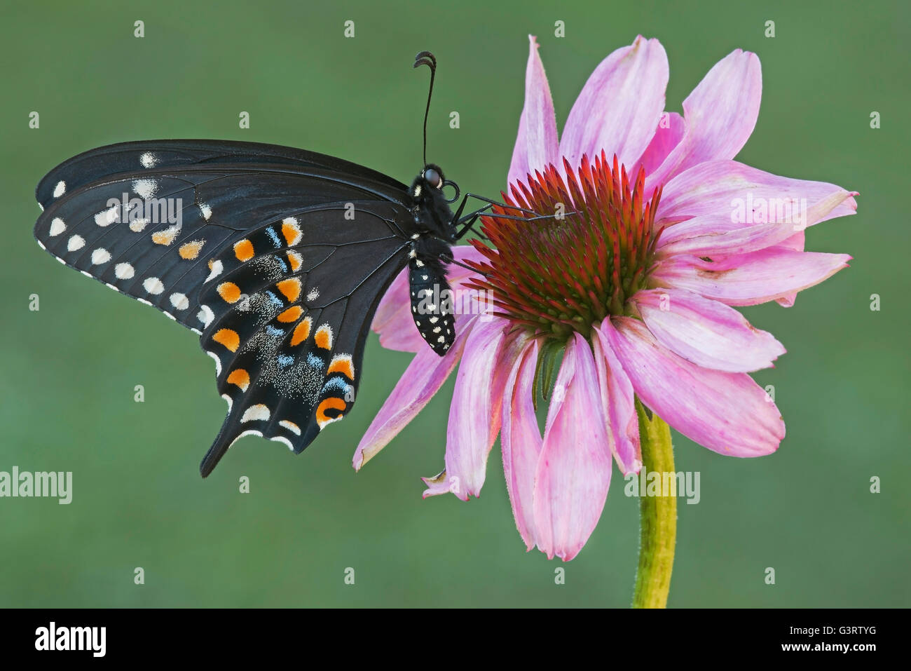 E Nero a farfalla a coda di rondine femmina adulta (Papilio polyxenes) alimentazione su Purple Coneflower (Echinacea purpurea) E STATI UNITI D'AMERICA Foto Stock