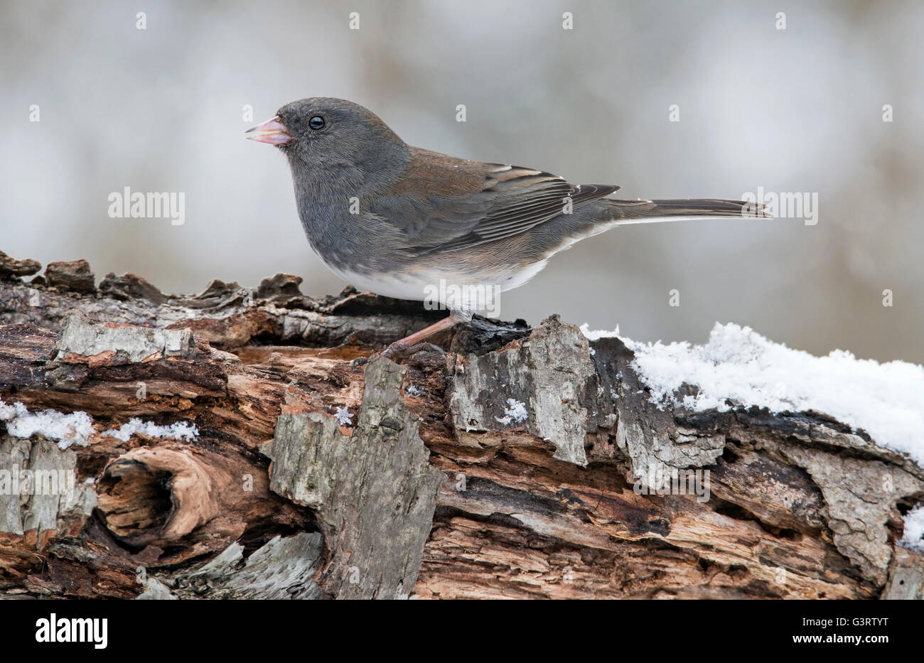 Slate-Colored o Dark-eyed Junco hyemalis, femmina, inverno, USA orientale Foto Stock