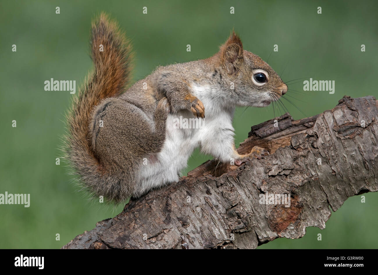 Eastern scoiattolo rosso di graffiare o Tamiasciurus hudsonicus Sciurus e Nord America Foto Stock