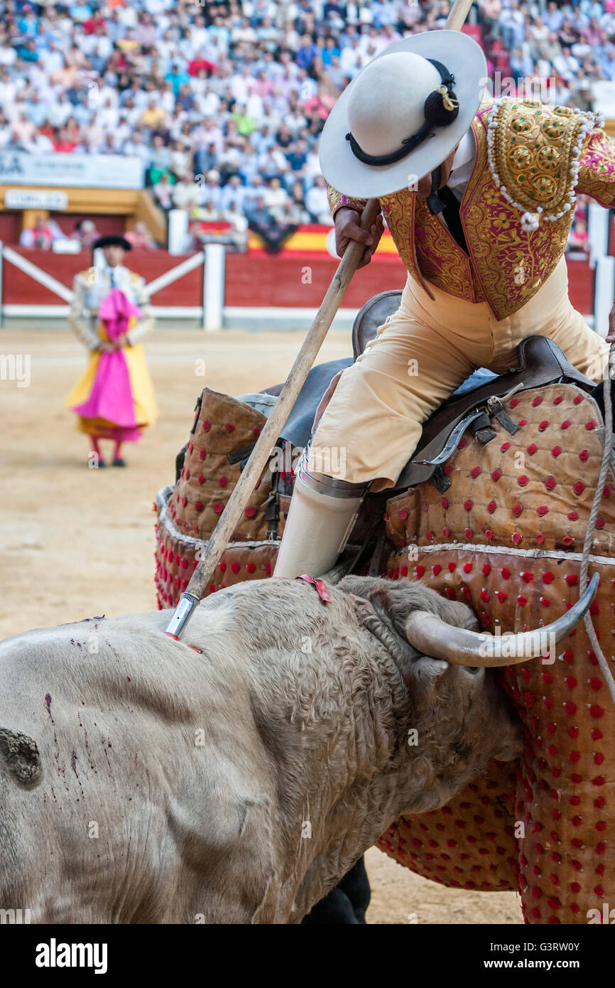 Picador torero, lancer il cui compito è quello di indebolire il bull di muscoli del collo, nell'arena per Jaen, Spagna Foto Stock