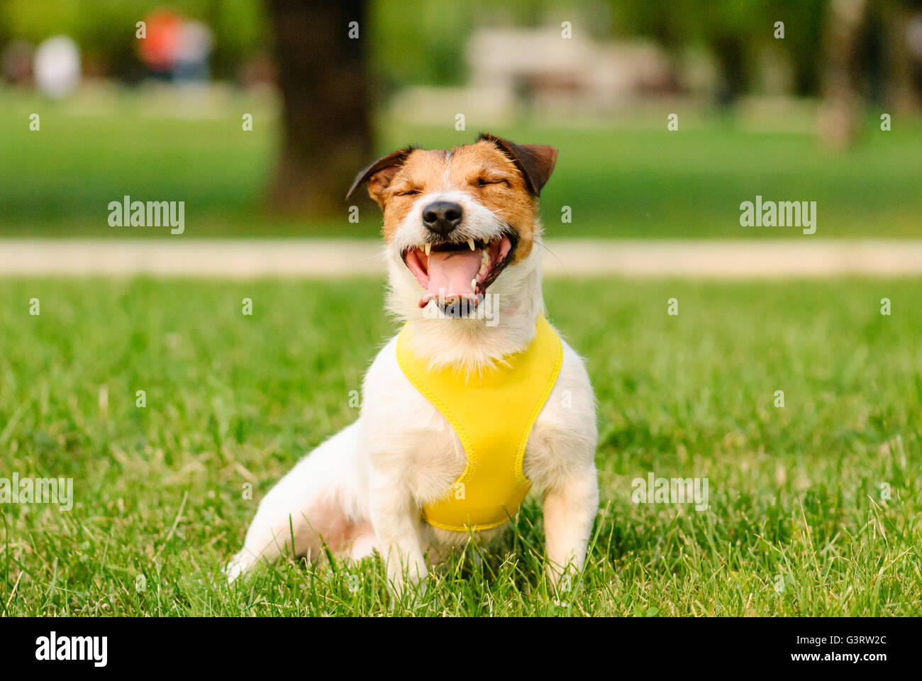 Happy dog sitter, sorridente e sbadigli Foto Stock